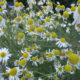 Chamomile