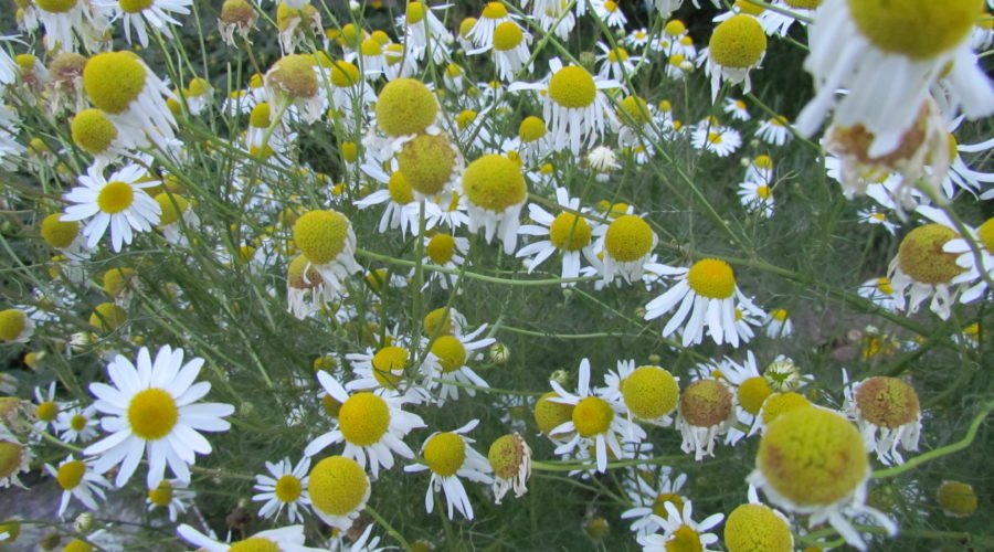 Chamomile