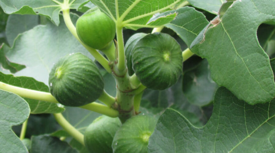 Figs